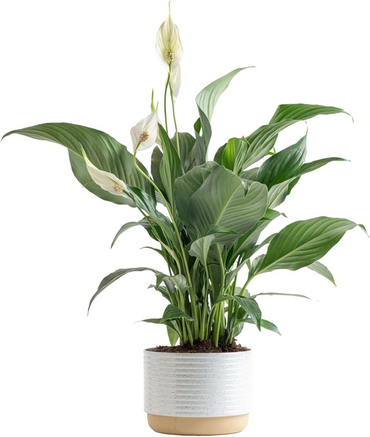 Peace Lily Houseplant (Air Purifier 1ft)