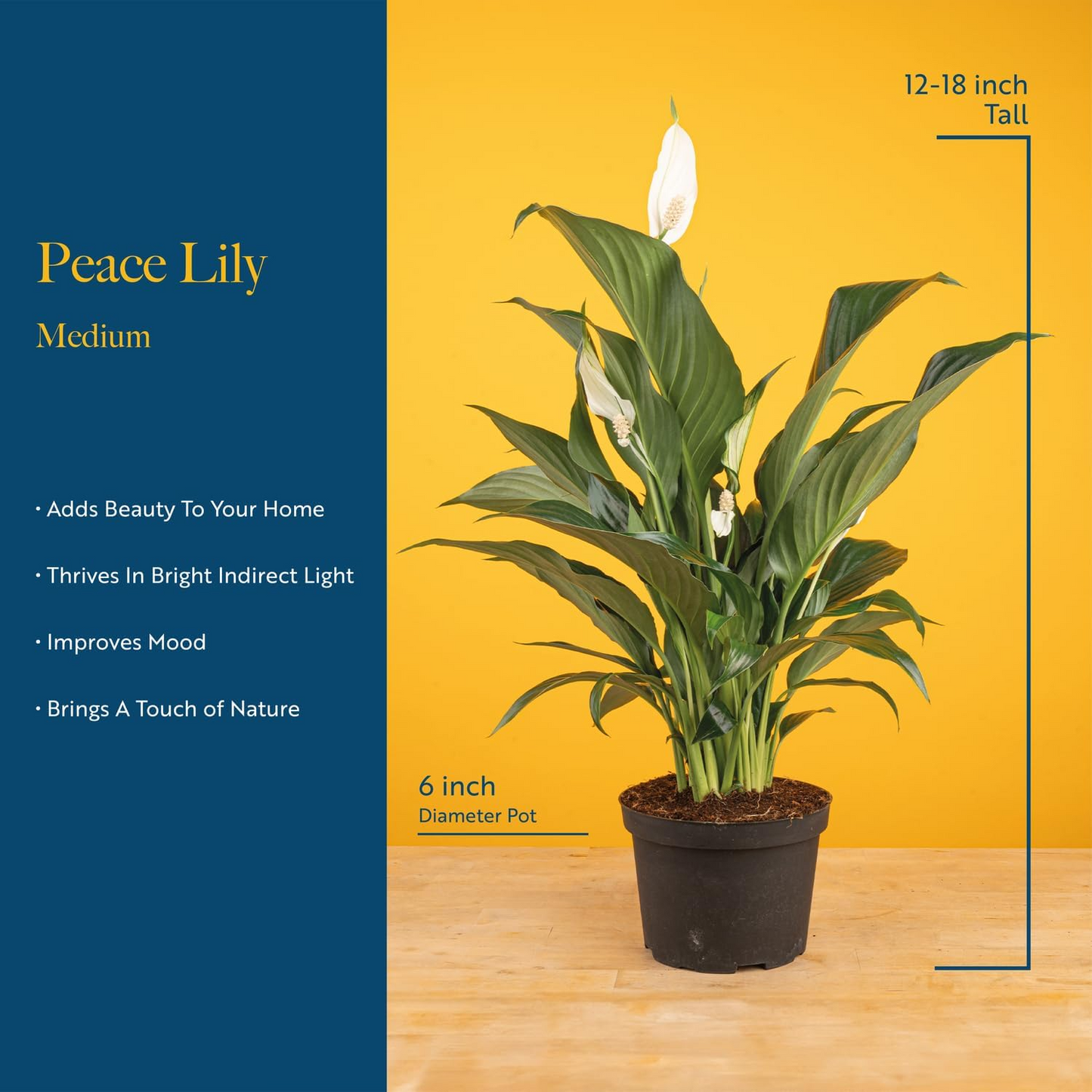 Peace Lily Houseplant (Air Purifier 1ft)