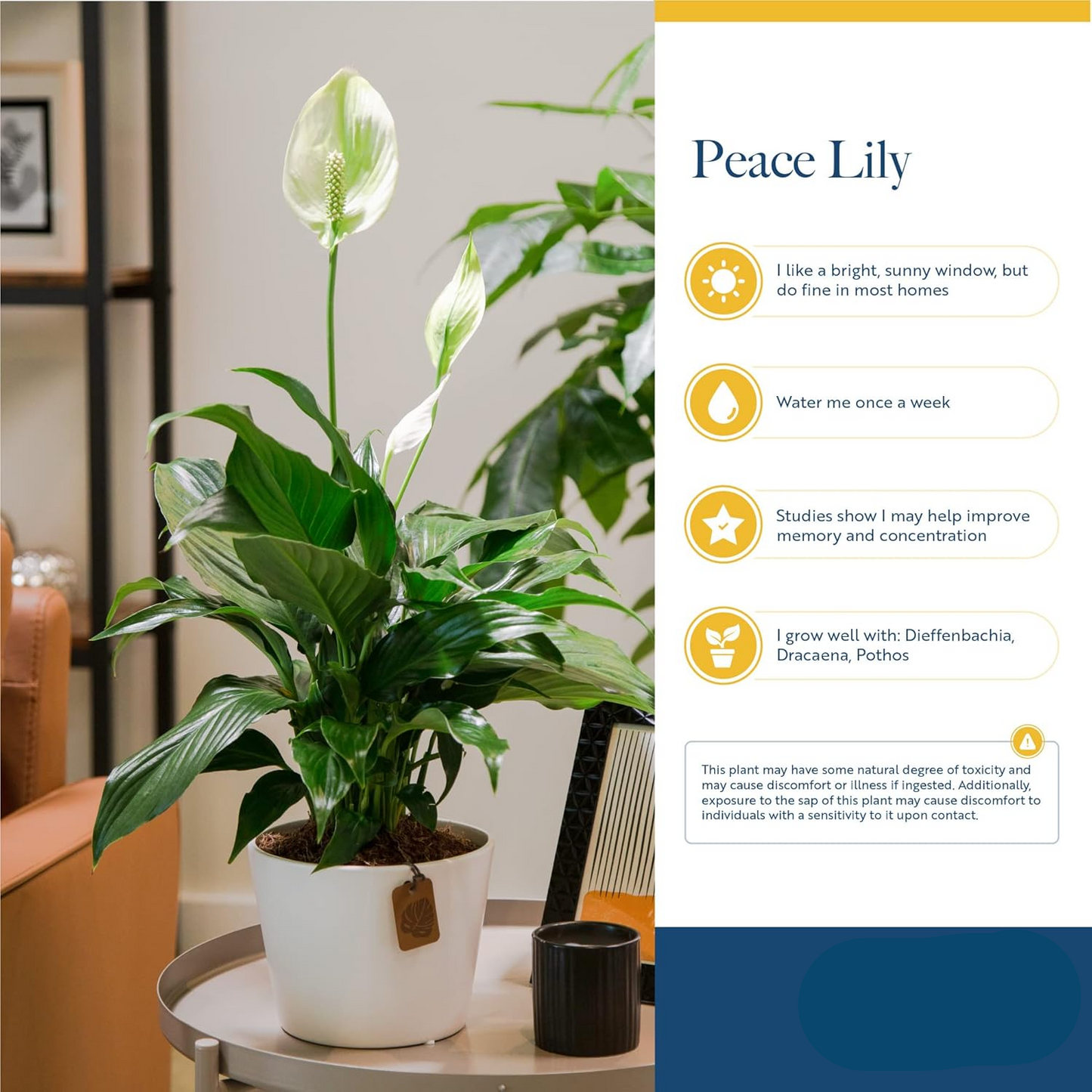 Peace Lily Houseplant (Air Purifier 1ft)
